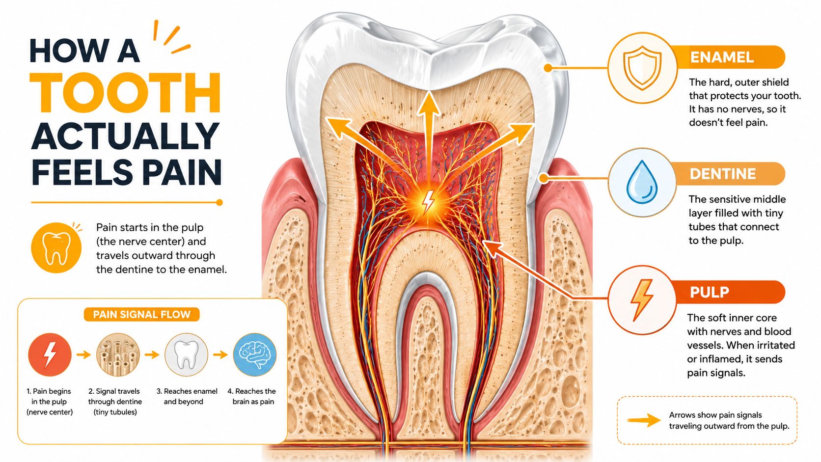 An educational diagram showing the anatomy of a tooth and how pain signals travel from the pulp to the brain.